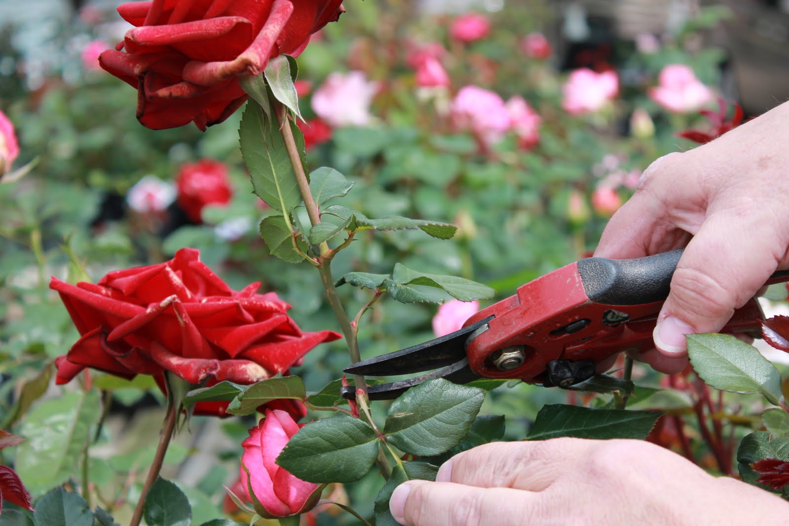 Deadheading Roses Gulley Greenhouse