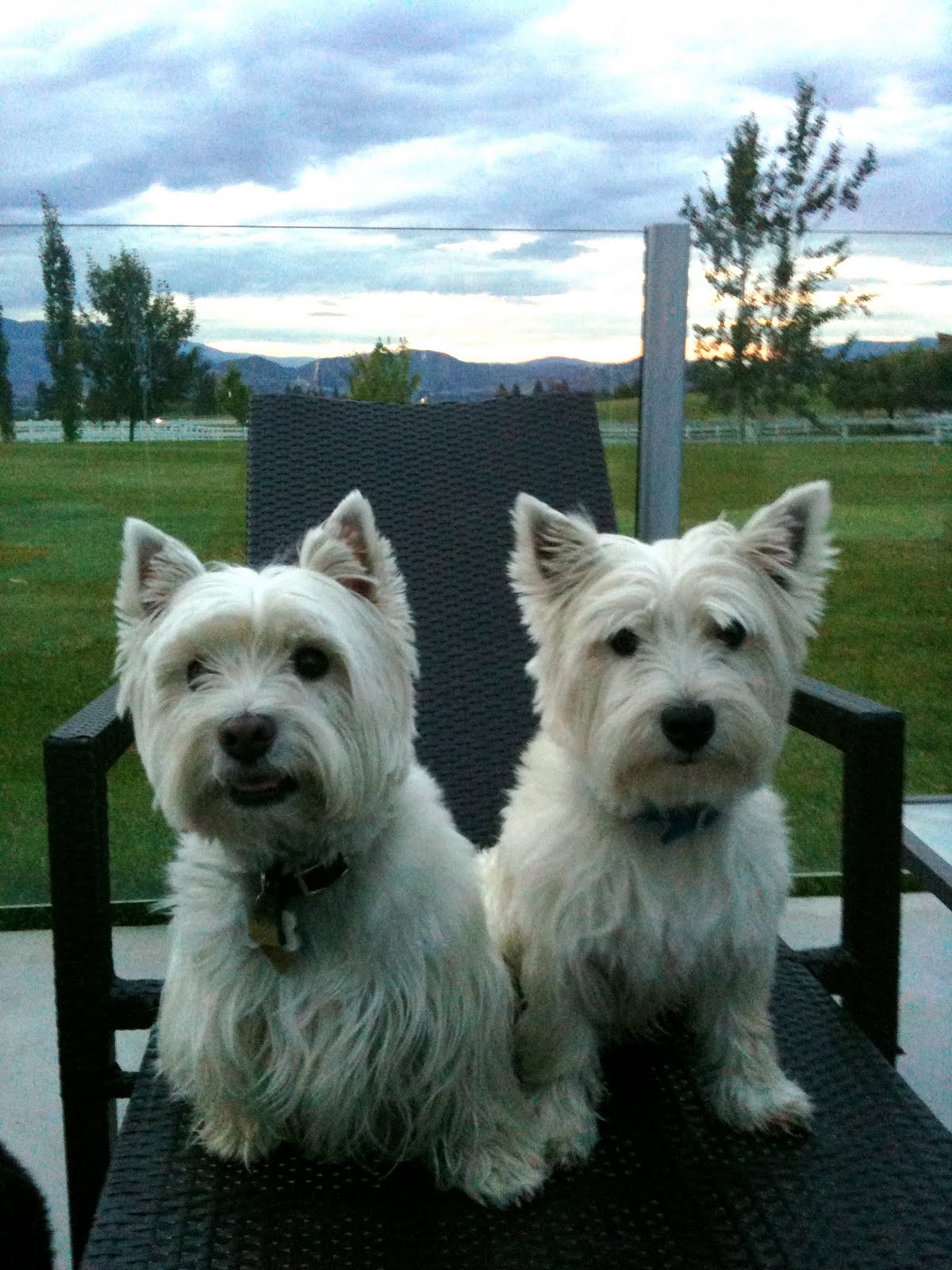 White Diamond Terriers July 2011