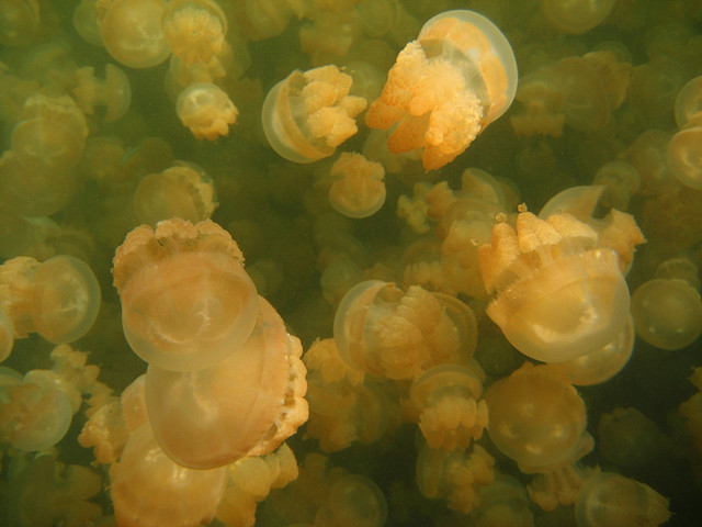بالصوى بحيرة قناديل البحر .. هجرة الملايين من قناديل البحر الذهبية Jellyfish+lake+palau+4