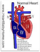 Normal Heart