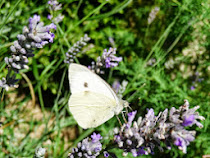 Piéride du Chou