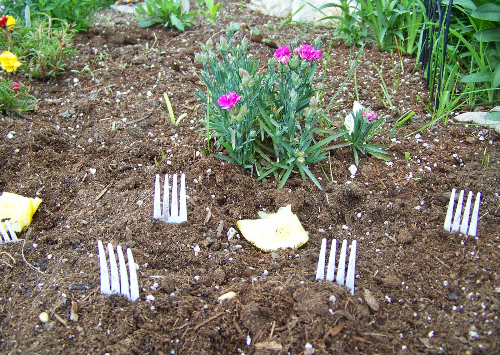 Garden Girl S Utah Adventure Planting Forks In My Garden To