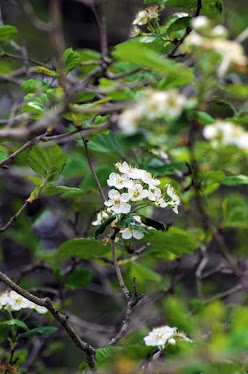 Plum, Prunus sp.