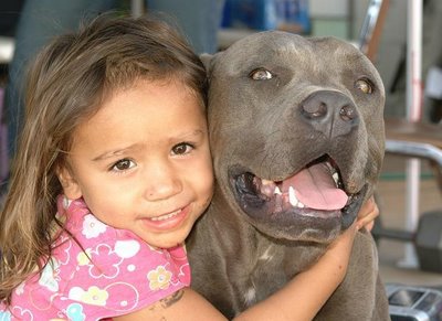 maravilhas humanas pit bull ou humano