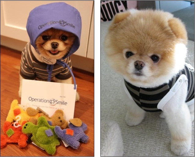 boo the pomeranian owner is this the cutest in the world boo the pomeranian boo the pomeranian owner is this the cutest in the world boo the pomeranian