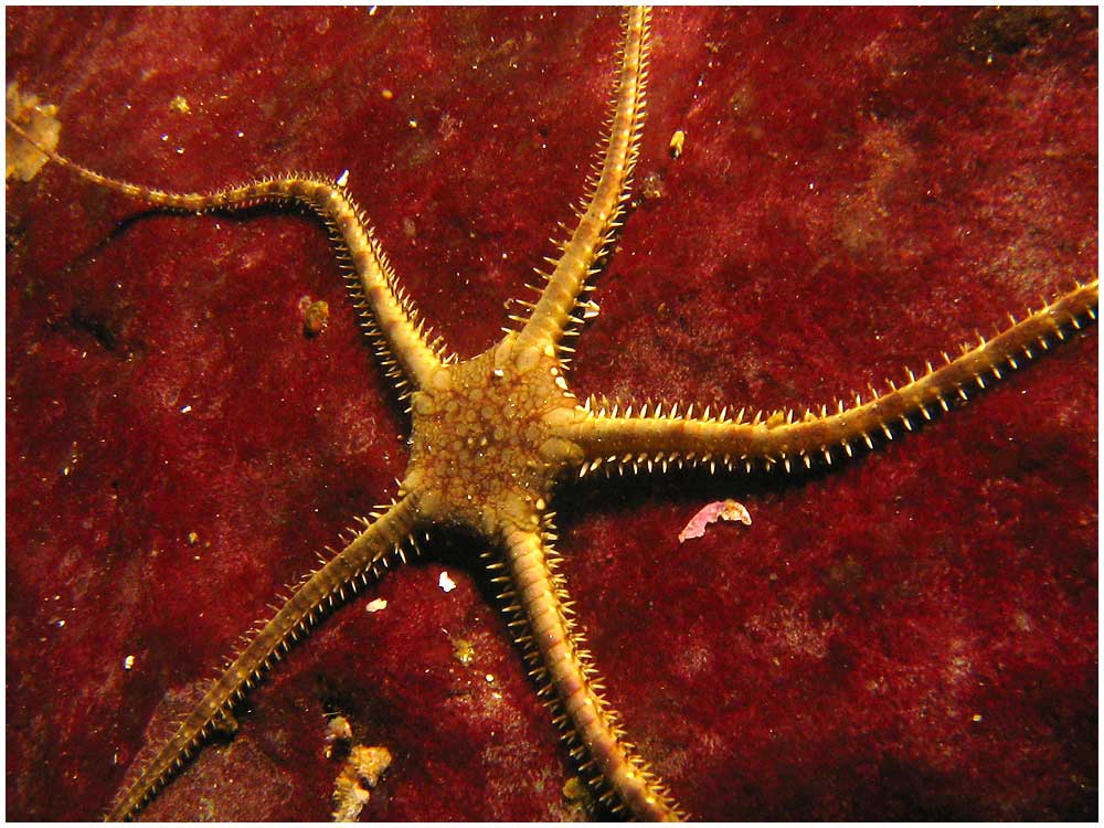 sea of stars kickstarter sea of stars kickstarter