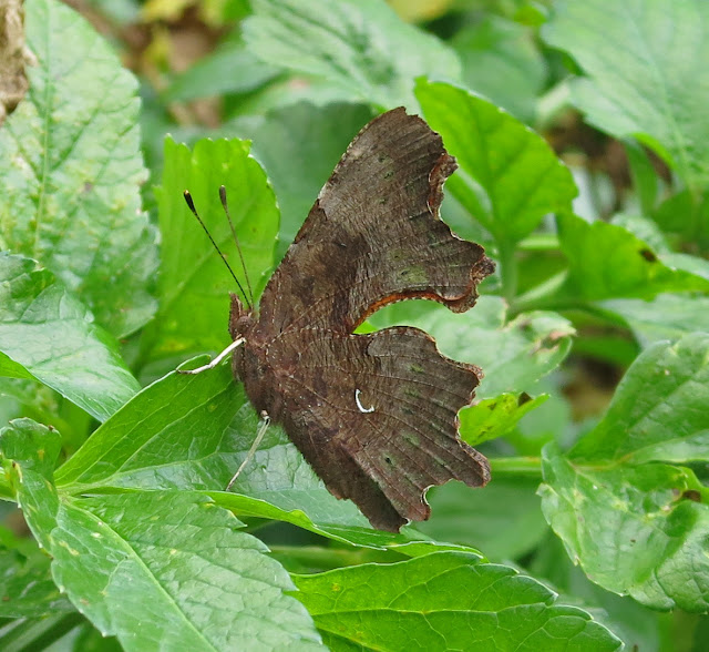 Comma Butterfly (Polygonia c-album) sitting on the leaves of Alexanders - wings closed.