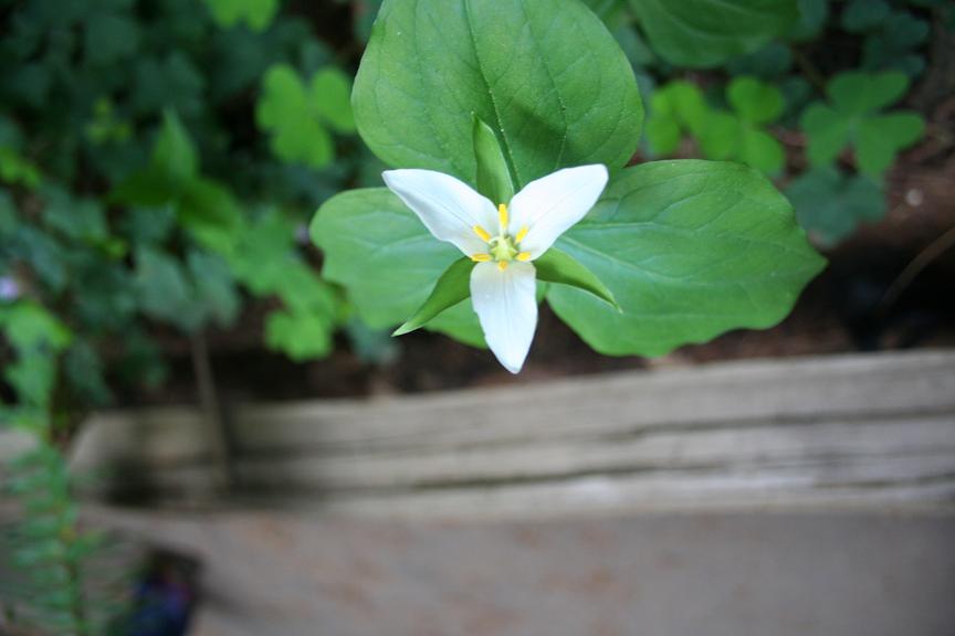 Week 9 / Day 4 White flower with 3 petals My PicXels