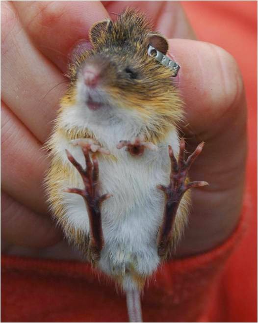 Backyard Beasts Jumping mouse jumps no more...