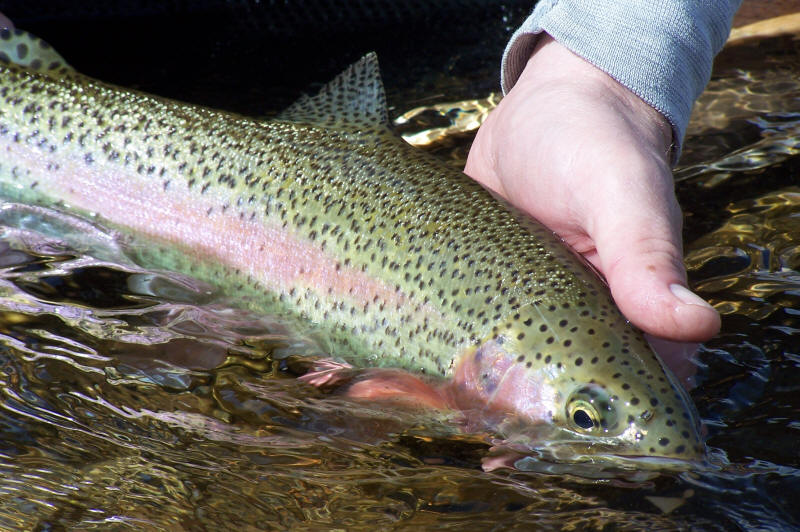 The Ultimate Trout Fishing Blog Rainbow Trout Bait Basics