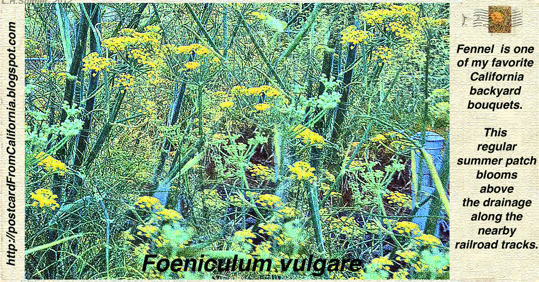 Postcard From California Friends of Fennel