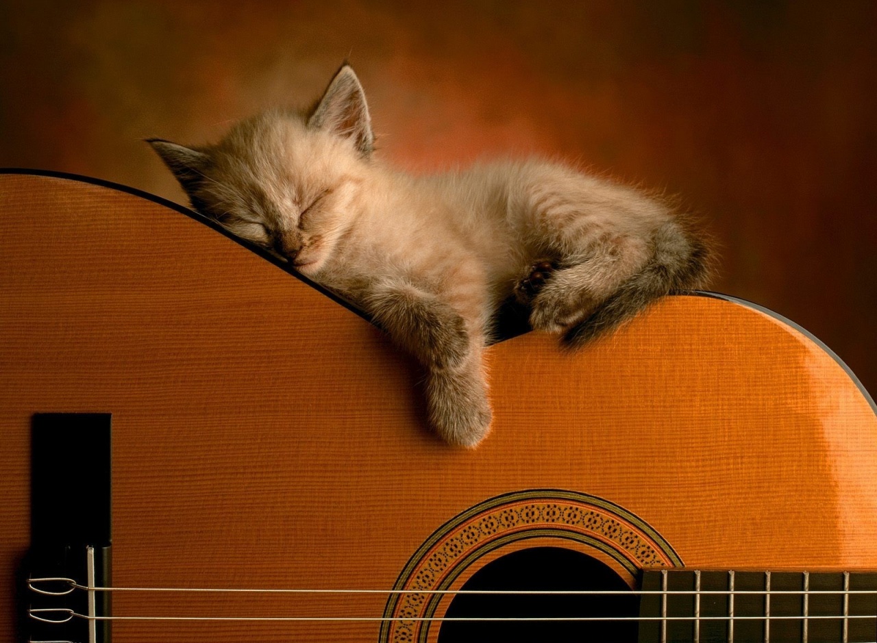 http://1.bp.blogspot.com/-rmHsG0_kLyw/T5KT4GO8XDI/AAAAAAAAAQI/Hi_6cilJyz4/s1600/Cat-Wallpapers-1.jpg