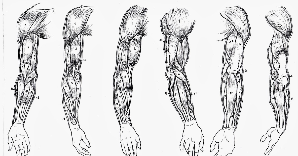 CÁTEDRA DE ANATOMÍA: BRAZO Y ANTEBRAZO