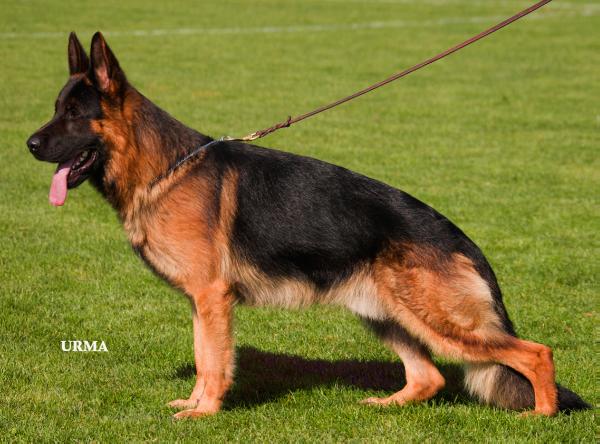 dogs bite force german shepherds galaxy
