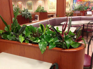 interior plant care for Natick, MA restaurants