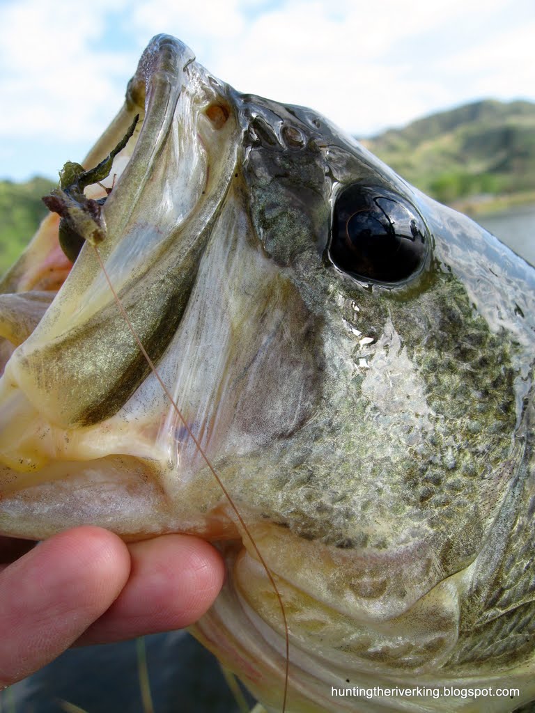 Fisherman's Retreat Bass Fishing Blast in Redlands Hunting the River King