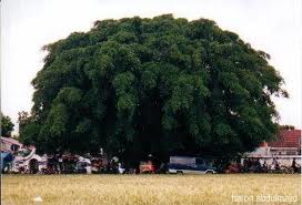 village_btx: pohon Gharqad