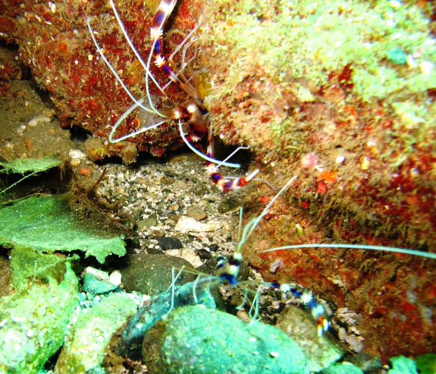 Philippines Phil Little Baby Lobsters & Big Old Hiding Octopus