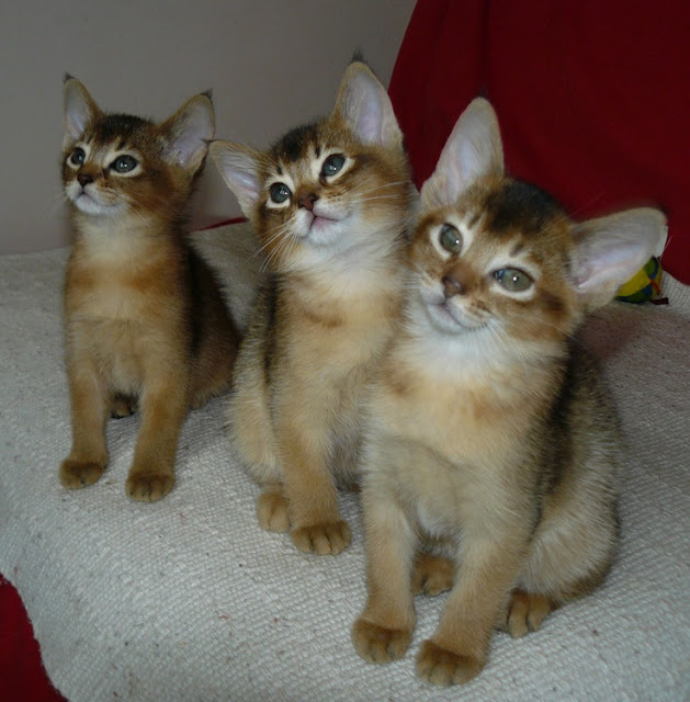 Litter size of Abyssinian Cats Annie Many