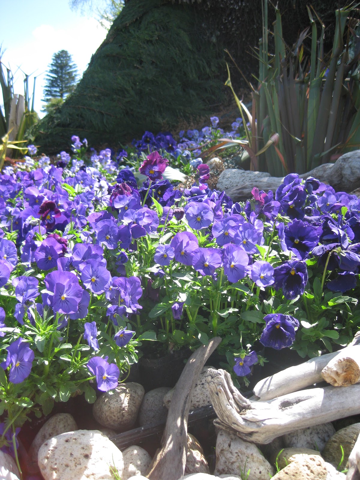 Whanganui, New Zealand Virginia Lake, Winter Gardens, Wanganui