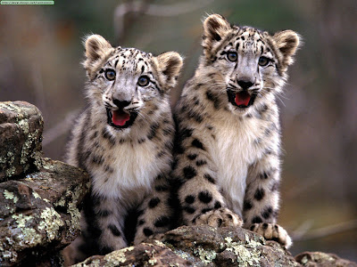 Leopard Wallpepers