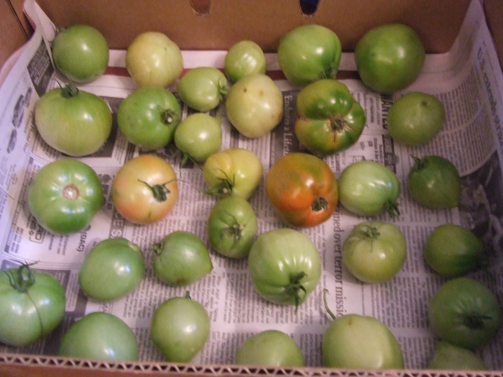 The Full Circle Gardener Ripening Green Tomatoes Indoors