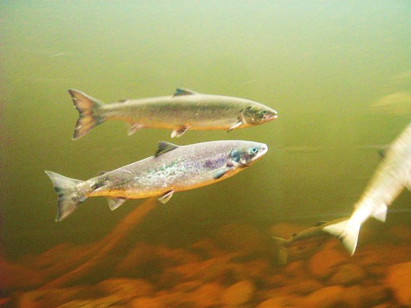 鮭魚富含豐富的EPA和DHA