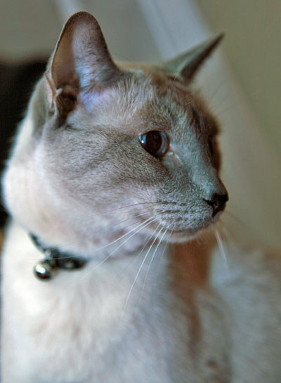 blue tipped siamese