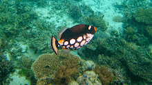 Poisson clown triggerfish