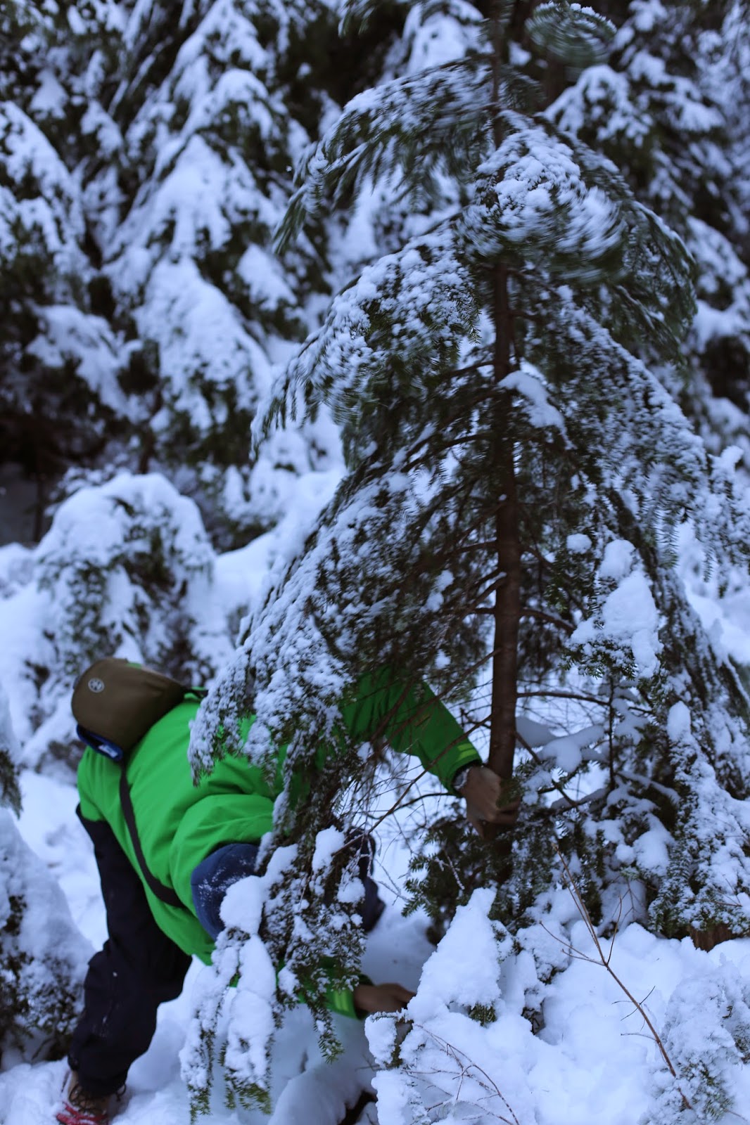 Monkey Puzzle Blog Christmas Tree Lumberjacking