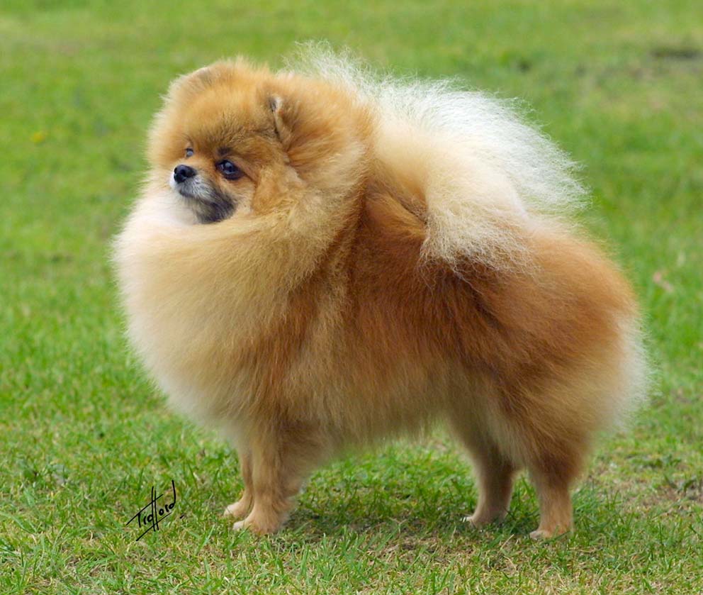 the pomeranian club the scottish pomeranian club scottish chions the pomeranian club the scottish pomeranian club scottish chions