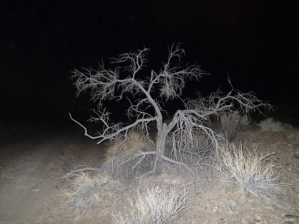 Dead Acacia Tree, Detrital Valley, AZ