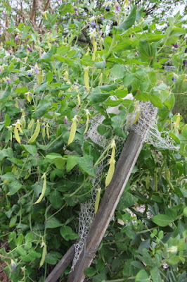 golden podded snow pea Australia yellow podded snow pea Australia