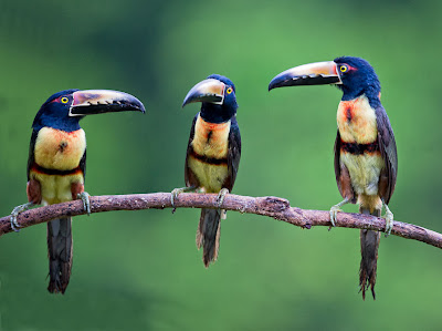 Pajarillos del paraíso - Birds of the paradise
