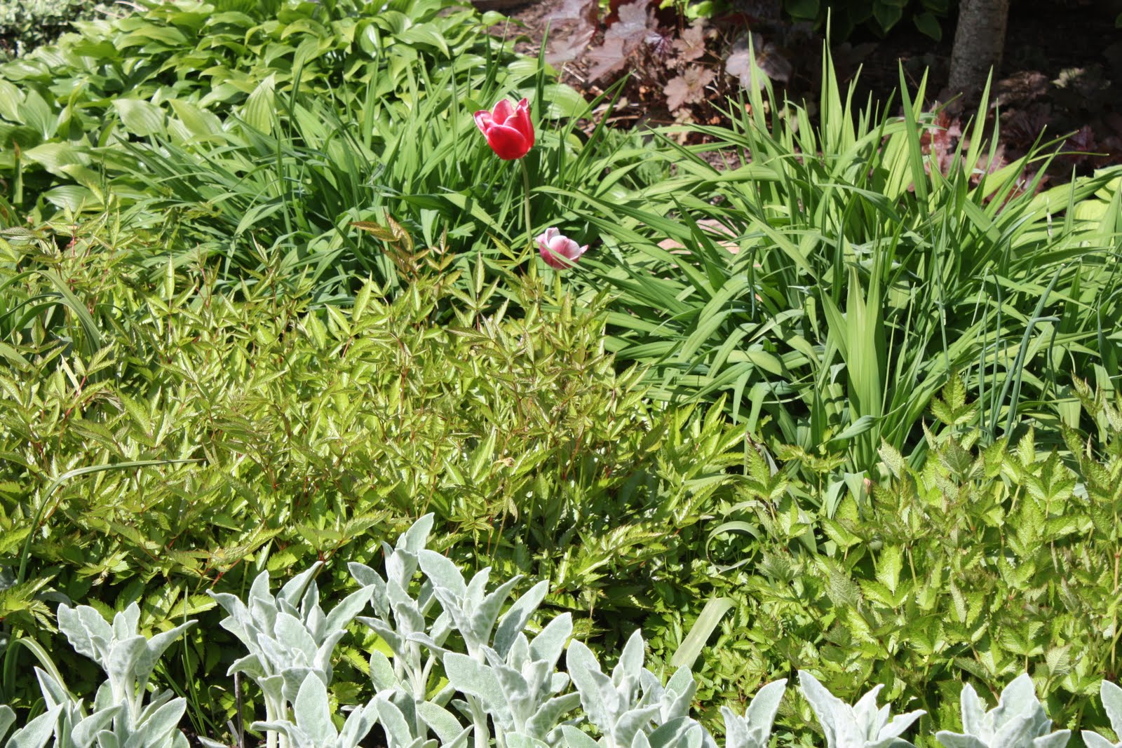 Rotary Botanical Gardens Hort Blog Consider Caryopteris