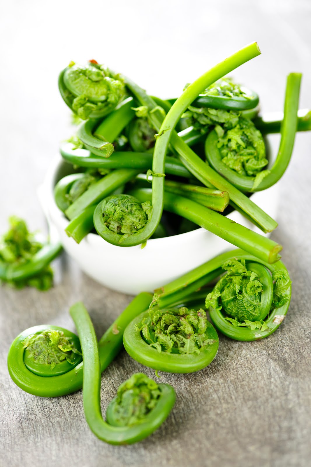 Fiddlehead 1