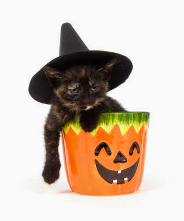 Cute and funny pictures of animals 73. Halloween pictures