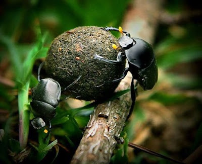 Sự khéo léo của bọ hung khi lăn phân trên 1 cành cây. (Ảnh: internet)