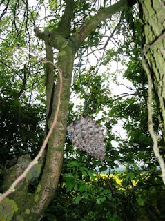 Pinecone geocache container