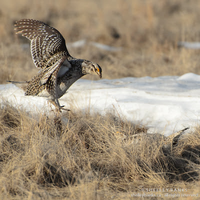 Sharp-tailed Grouse. Photo copyright © Shelley Banks, all rights reserved. Sharp-tailed Grouse. Photo copyright © Shelley Banks, all rights reserved.