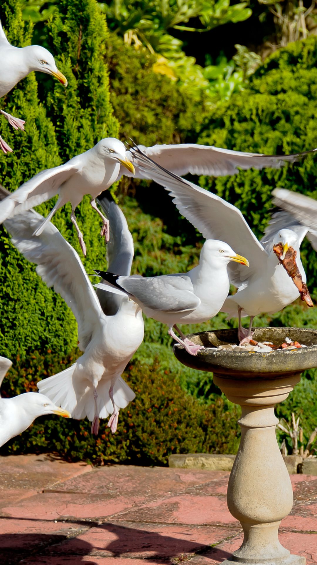 Seagulls in a garden for Samsung Galaxy and iPhone: 1080x1920