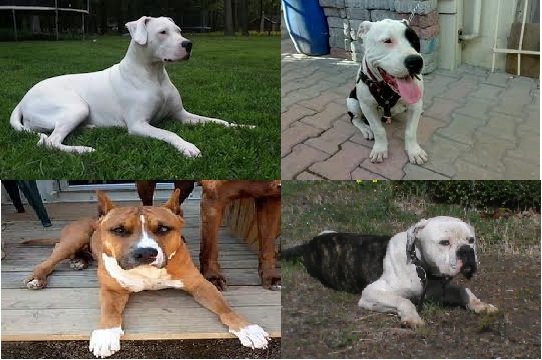 dogo argentino kopek yavrulari nasil egitilmeli yasak irk kopekler ve egitimleri dogo argentino amerikan staff amerikan bulldog pitbull ve doberman