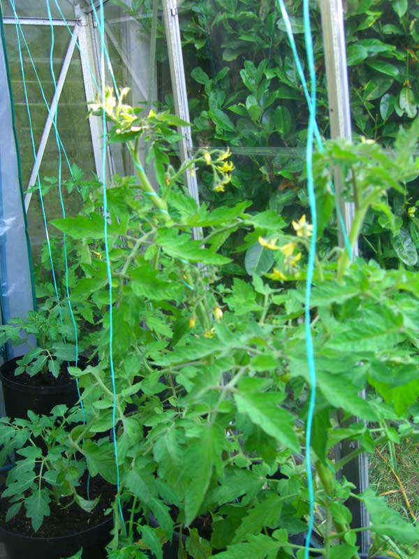 Allotment Garden Tying and Winding up the tomato plants