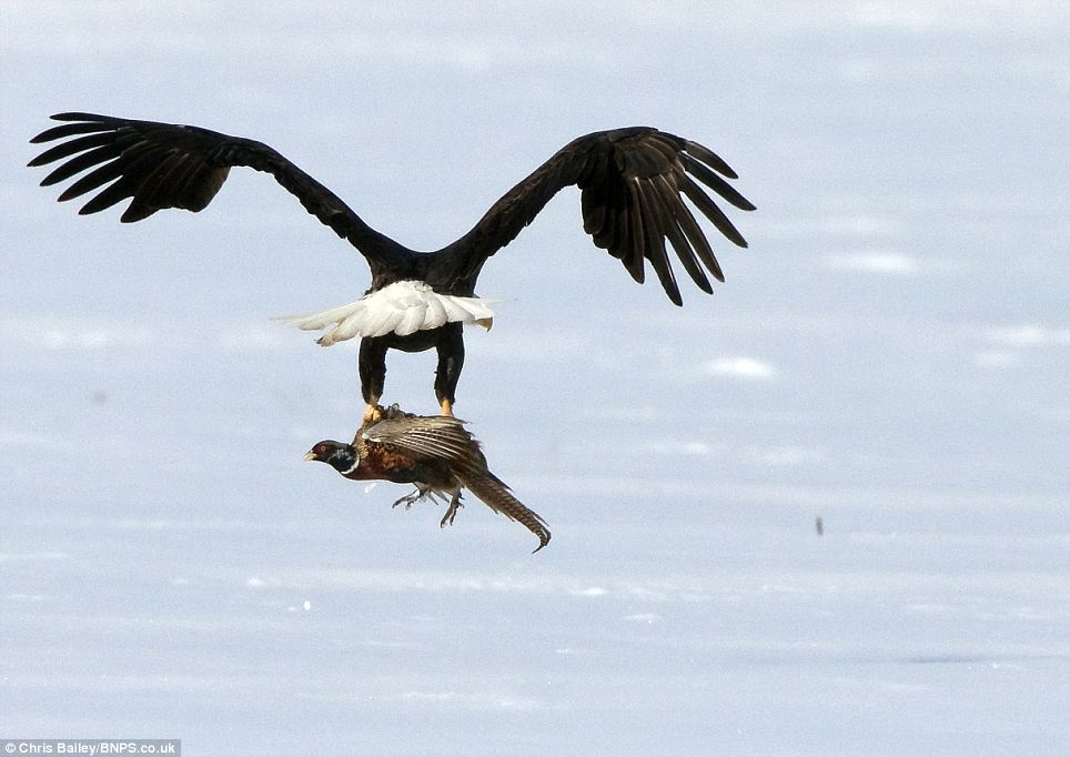 ForAnimalLover That's one way to pluck a pheasant Incredible pictures