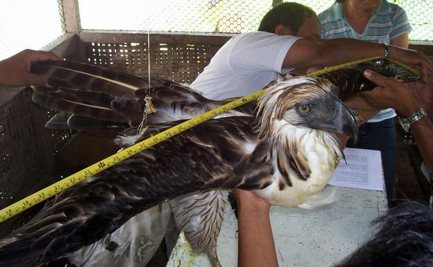 http://1.bp.blogspot.com/-rrNdXBEWnvs/UL7Z1HYxtHI/AAAAAAAABP0/U95uGhT9epw/s1600/philippines-philippine-eagle-2009-9-23-8-41-39.jpg