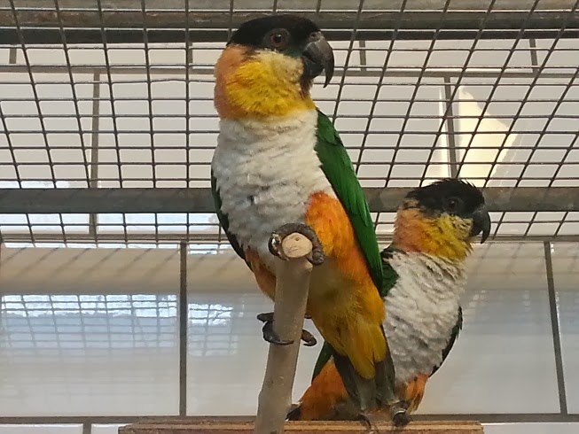 Zwartkop Caique