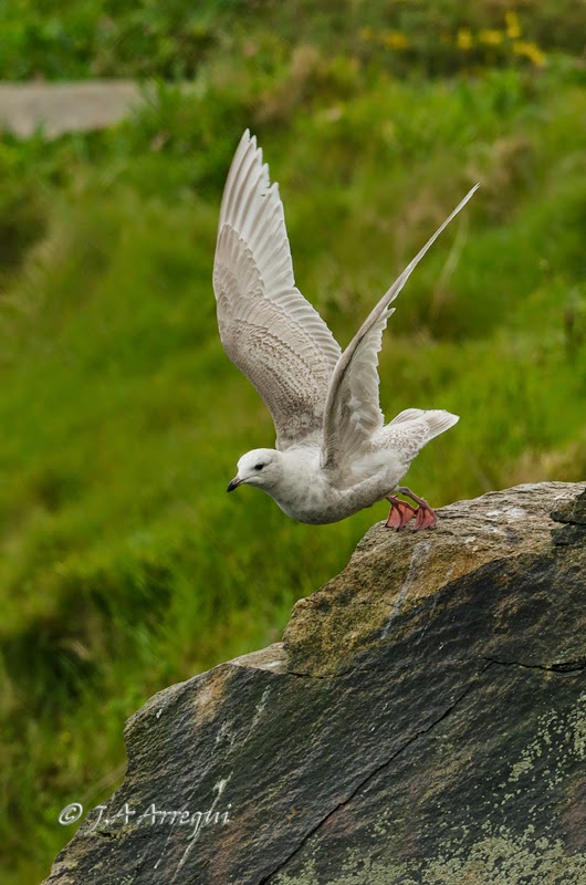 Gaviota groenlandesa, Larus galucoides kumlieni, Kumlien´s gull Gaviota groenlandesa, Larus galucoides kumlieni, Kumlien´s gull