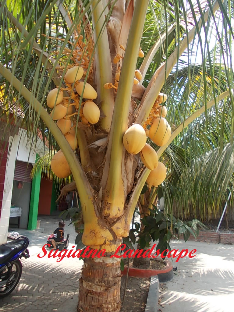 pohon kelapa kuning