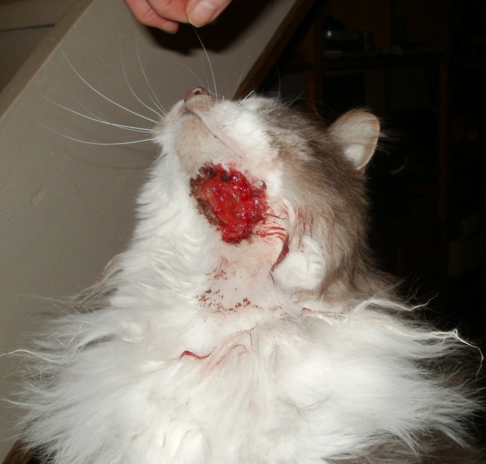 The Animal Cabin My Cat with an Open Wound on His Neck