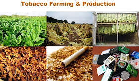 Tobacco Farming Business